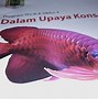 Slot Baru Ikan Arwana Up Berapa Harganya Berapa